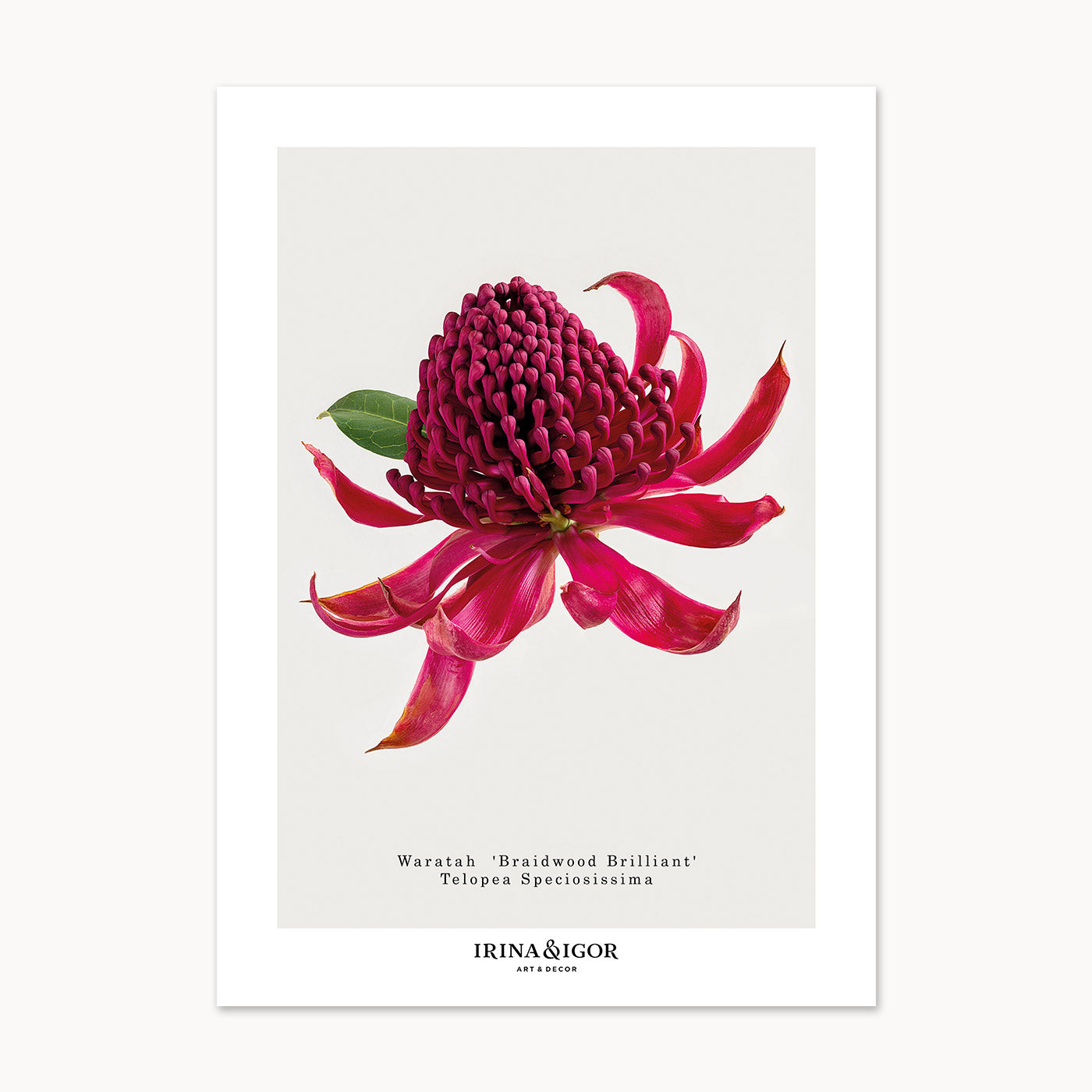 Macro Botanica | Waratah 'Braidwood Brilliant'
