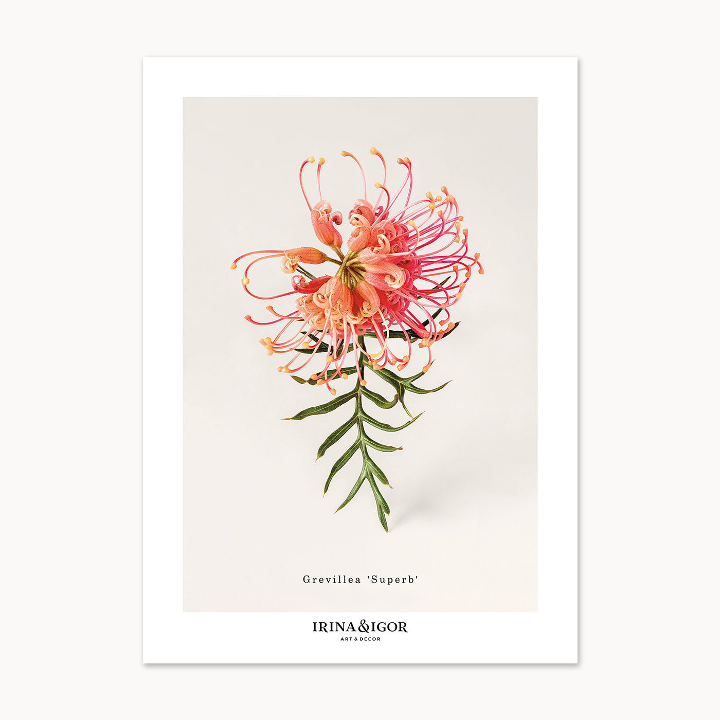 Macro Botanica | Grevillea 'Superb'