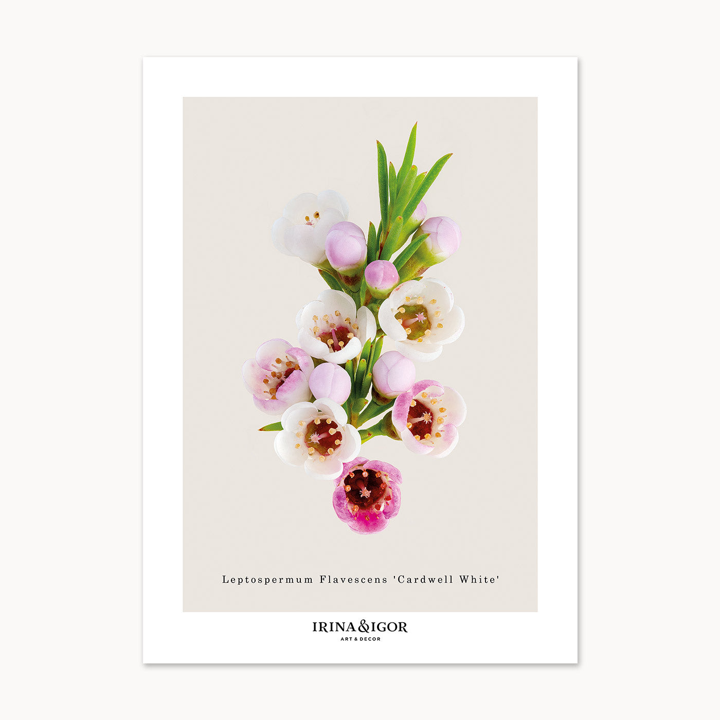 Macro Botanica | Tea Tree 'Cardwell White'