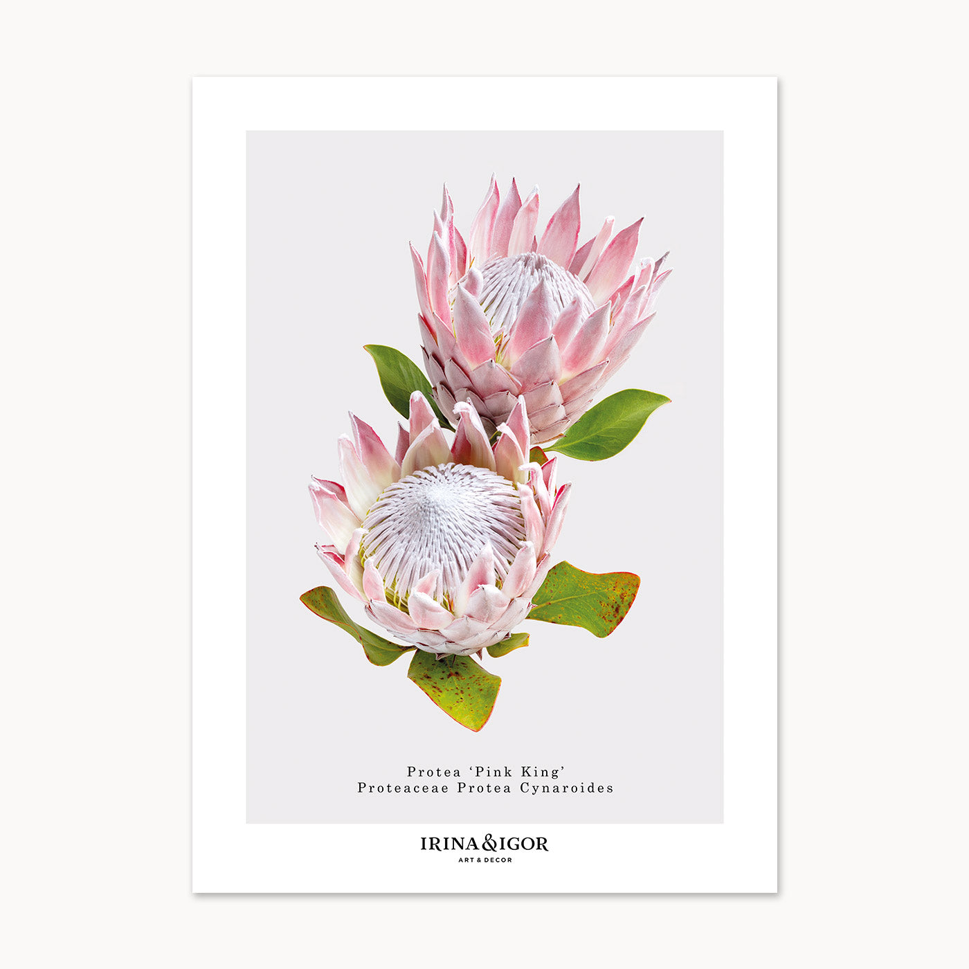 Macro Botanica | Protea 'Pink King'