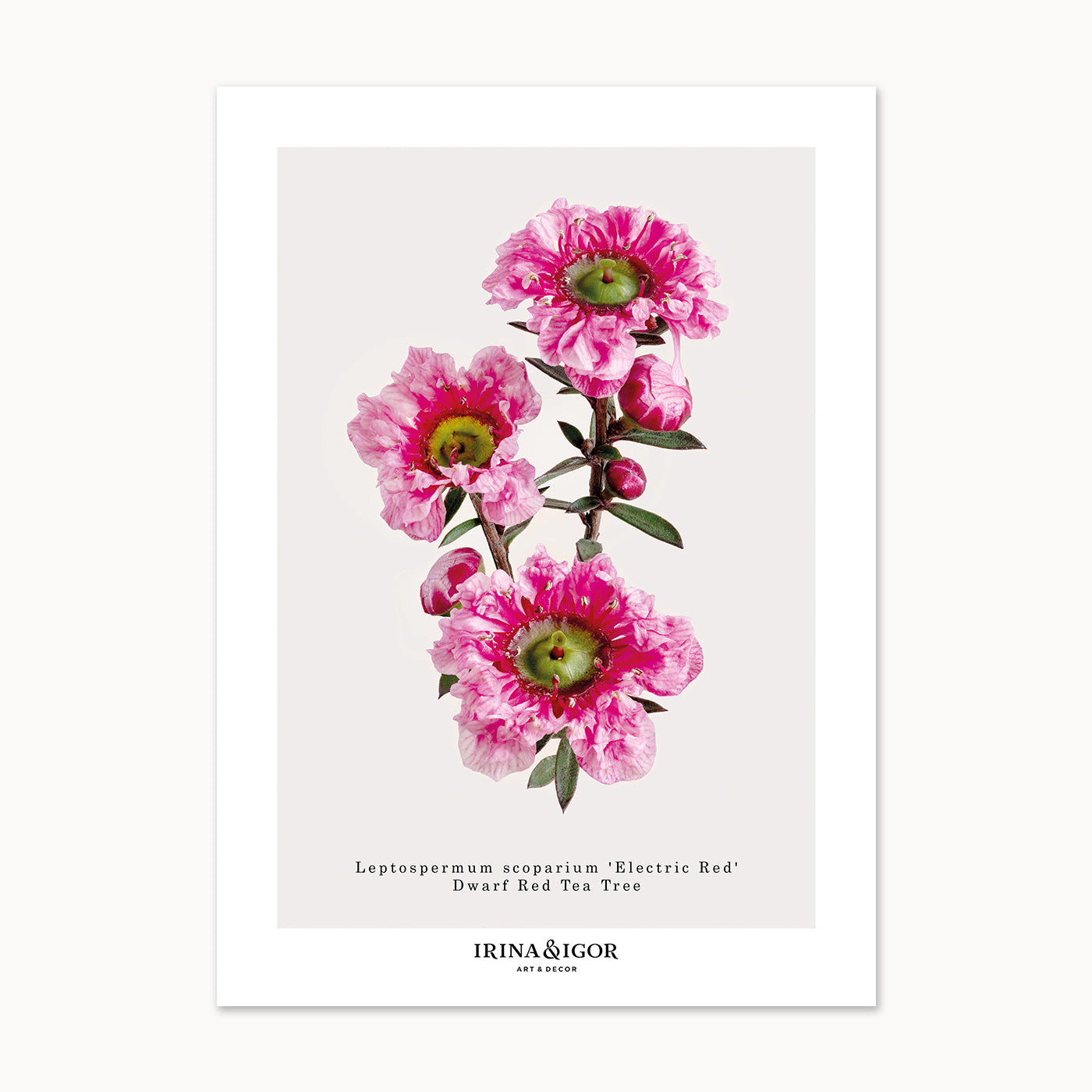 Postcard Bundle 'Macro Botanica'. Full Set of 11