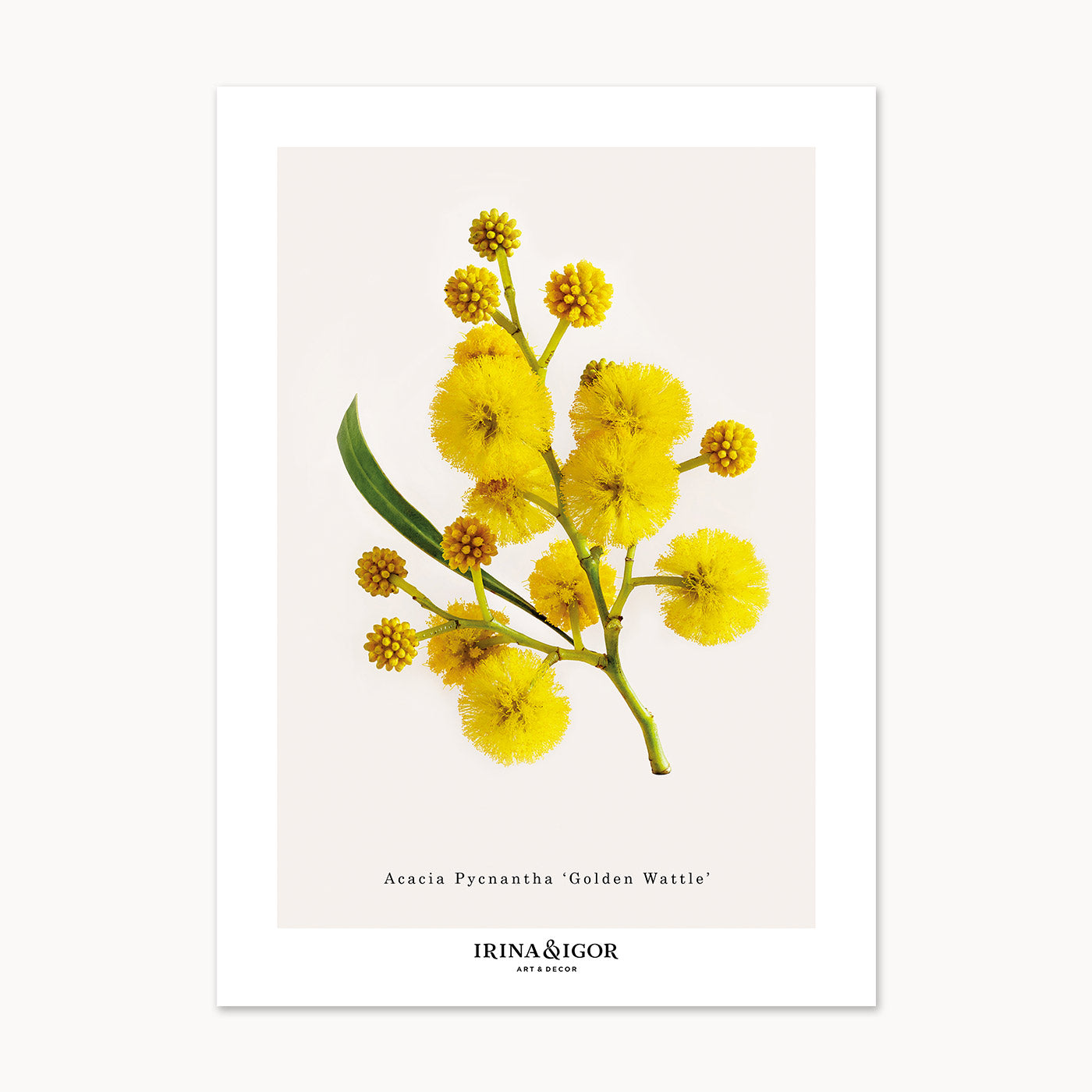 Macro Botanica | Acacia Pycnantha 'Golden Wattle'