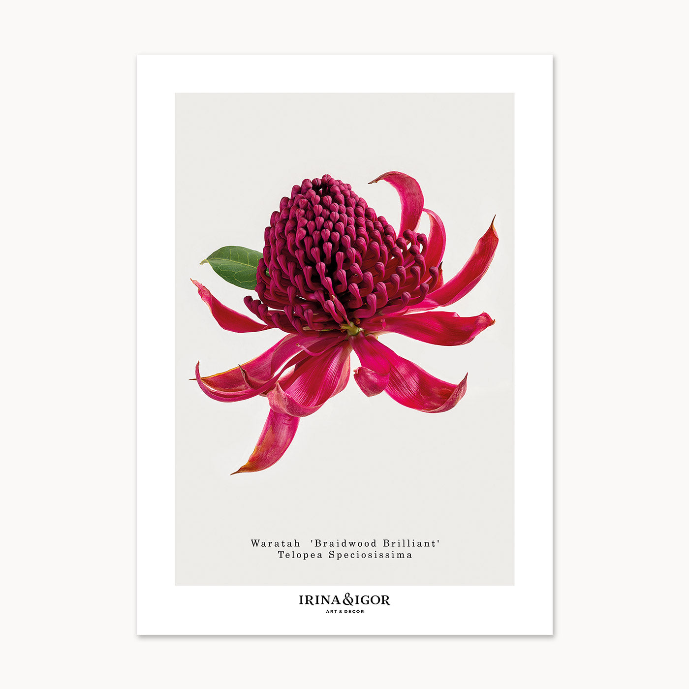 Postcard Bundle 'Macro Botanica'. Set of 6