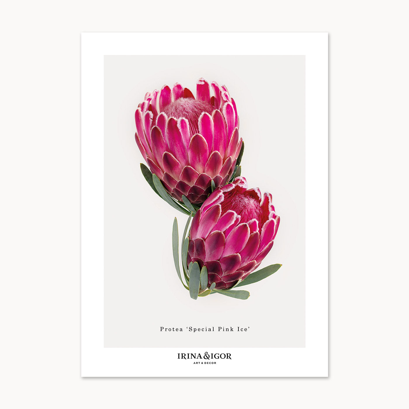 Macro Botanica | Protea 'Special Pink Ice'