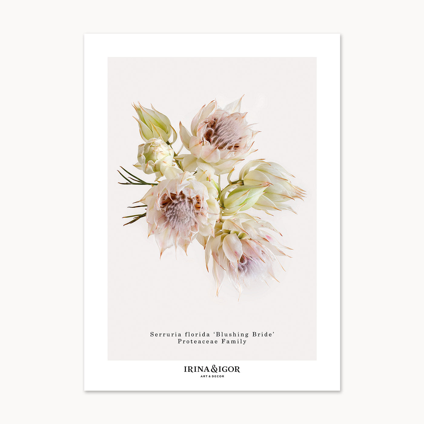 Macro Botanica | Serruria florida 'Blushing Bride'