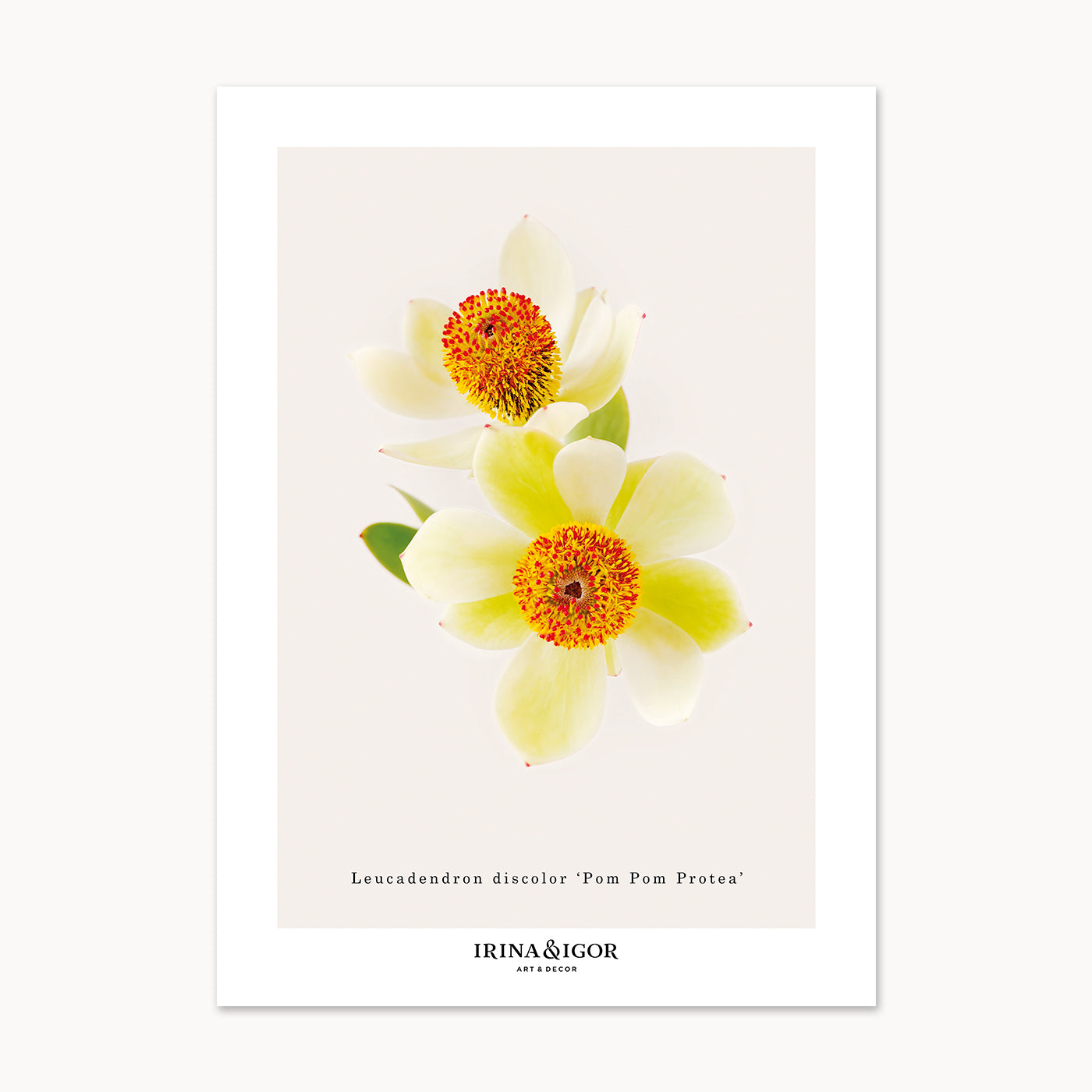 Macro Botanica | Pom Pom Protea