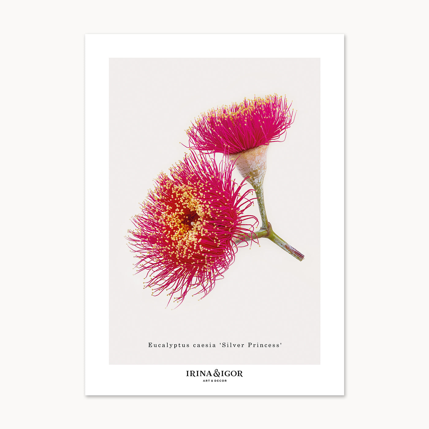 Macro Botanica | Eucalyptus 'Silver Princess'