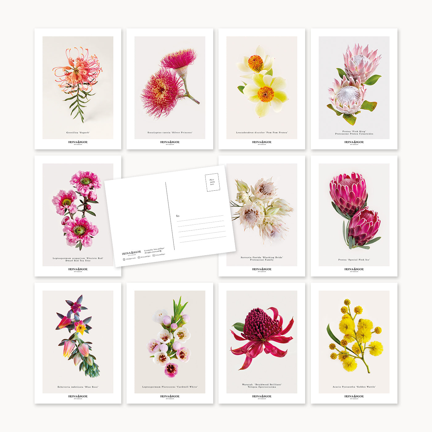 Postcard Bundle 'Macro Botanica'. Full Set of 11